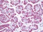 GGT1 / GGT Antibody (aa1-226)